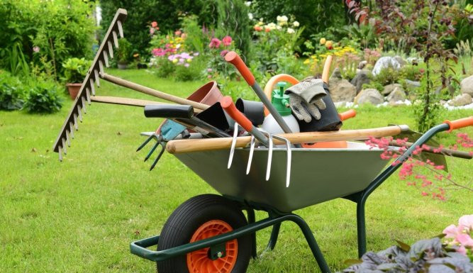 Petits pois et pois de senteur