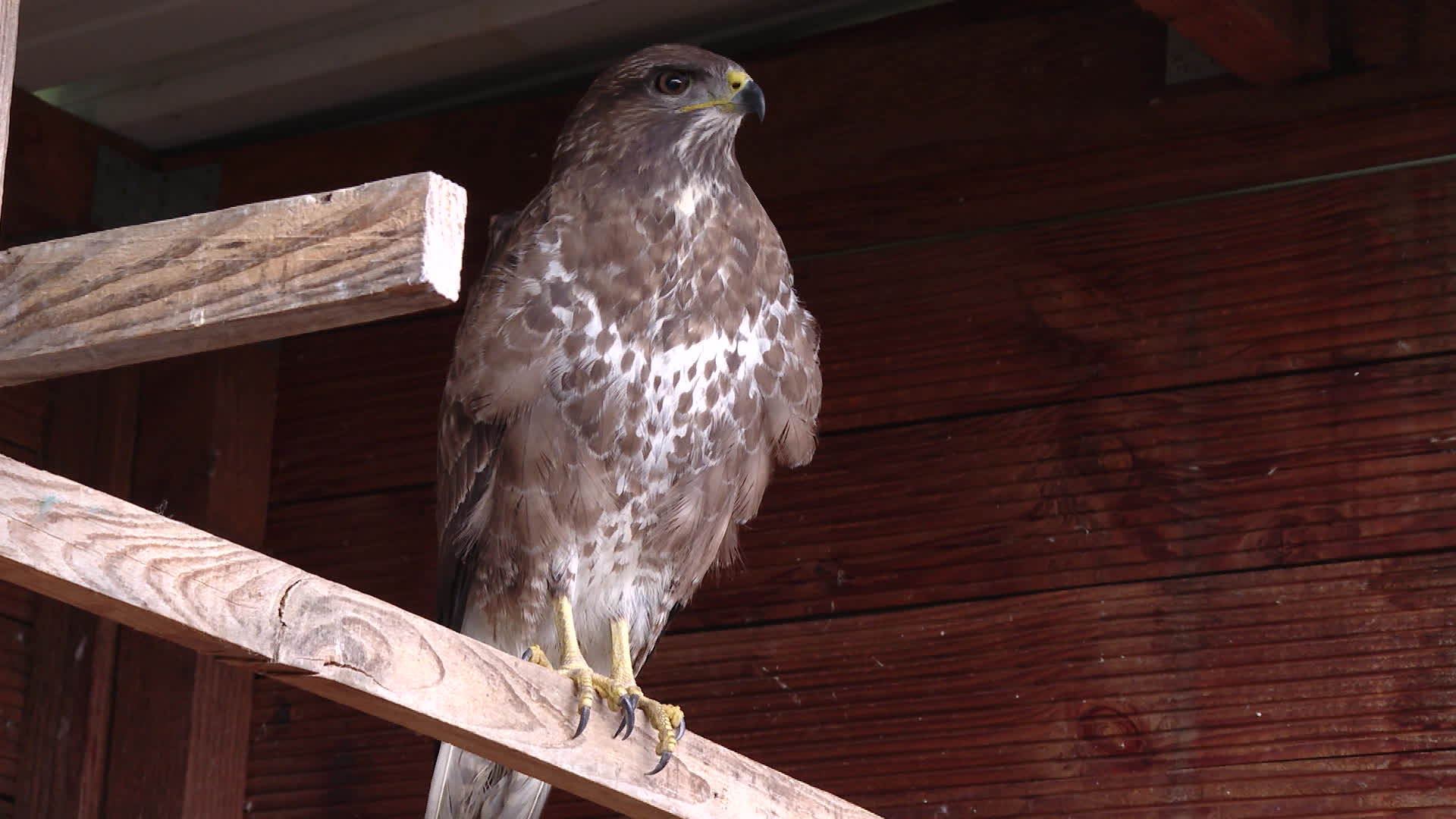 CREAVES de Namur : face aux intrusions et aux attaques, le centre sort du silence