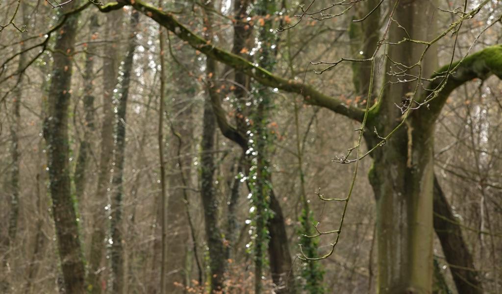 Le Parc des Ducs à Florennes : espace citoyen bucolique en devenir