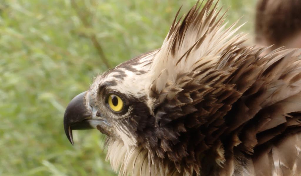 L'histoire de Soleil, le balbuzard pêcheur