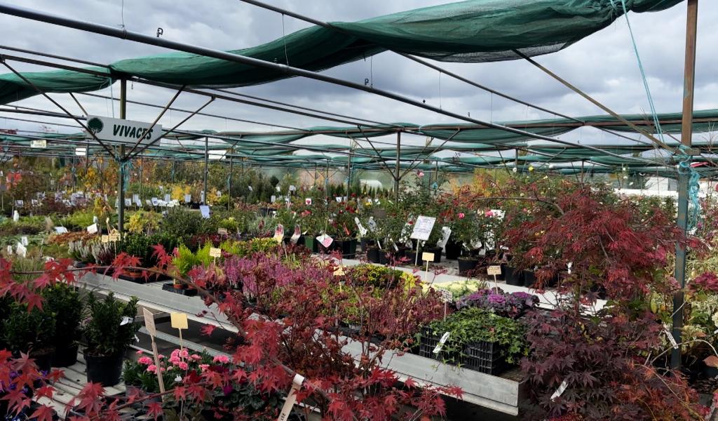 Automne : le moment idéal pour planter, tailler et préparer son jardin à l’hiver