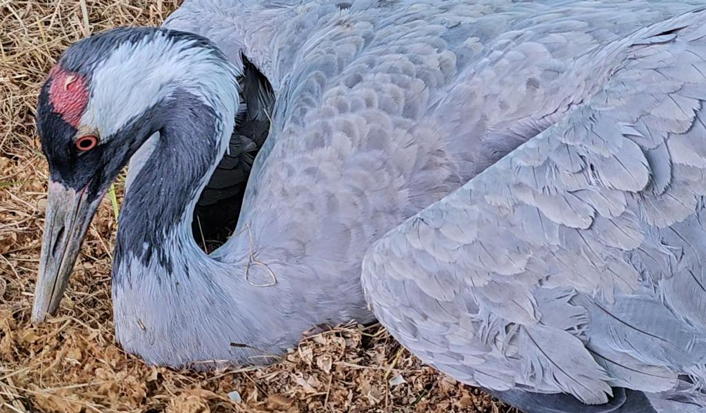 CREAVES: une grue cendrée en détresse atteinte de grippe aviaire
