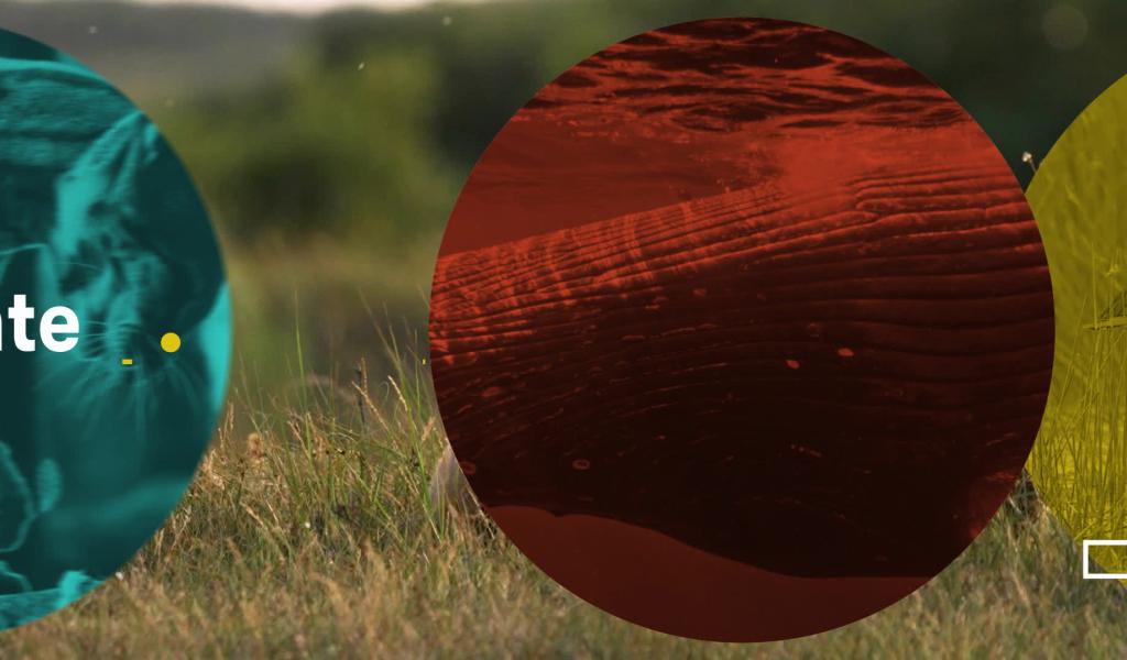 Festival international Nature Namur : l'émission du vendredi