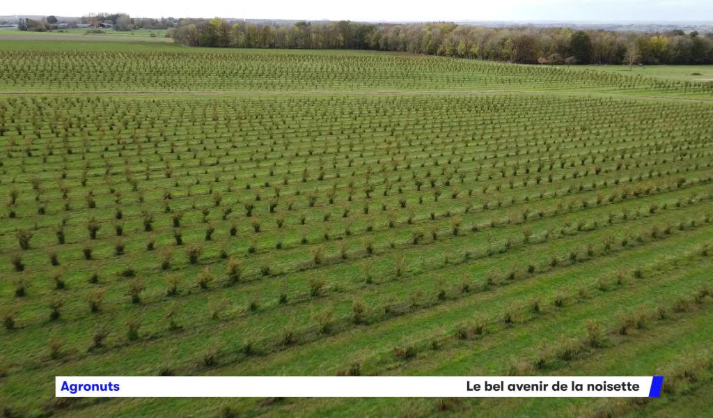 Agronuts et l'avenir tout tracé de la noisette
