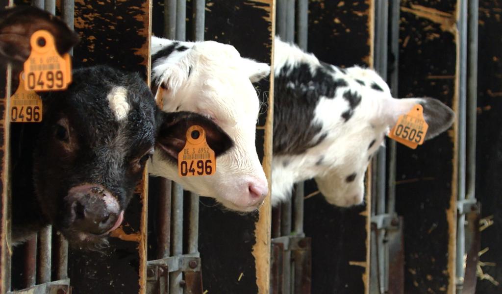 La dermatose (DNC) menace les bovins belges, que faire ?