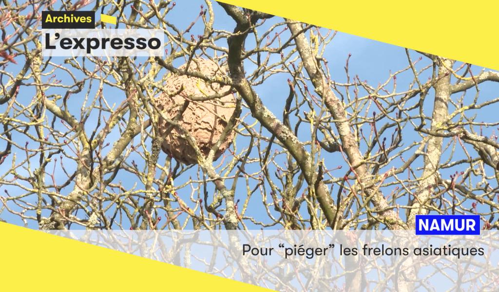 L'expresso de ce mardi 13 janvier: frelons asiatiques, poulailler, et solidarité