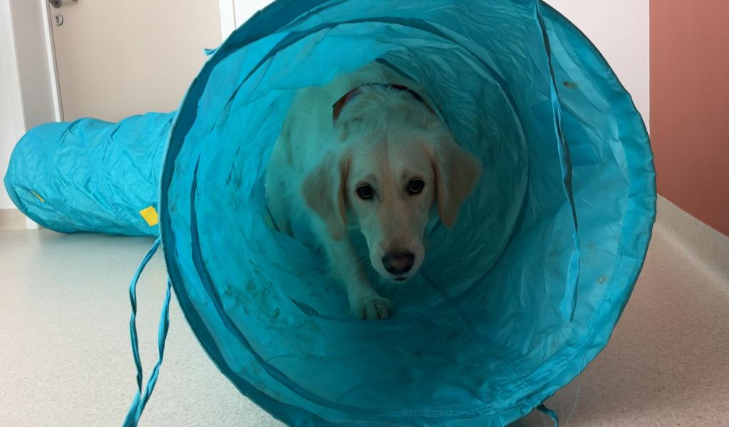 Couvin : la thérapie assistée par l'animal au service des personnes âgées