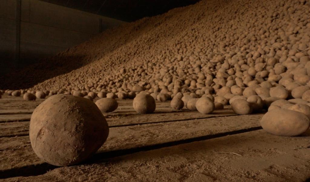 Surabondance de pommes de terre : des stocks impossibles à écouler !