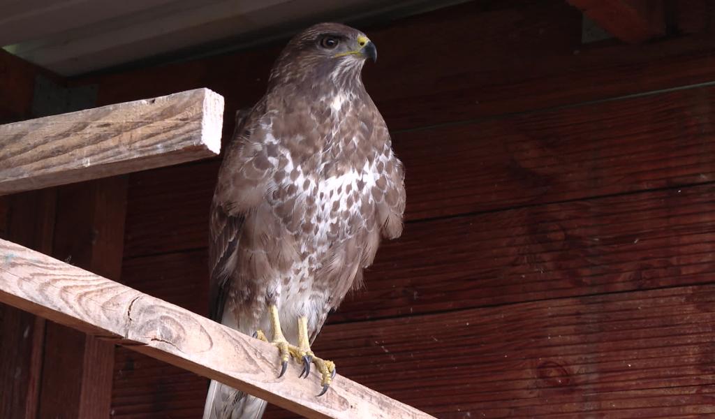 CREAVES de Namur : face aux intrusions et aux attaques, le centre sort du silence
