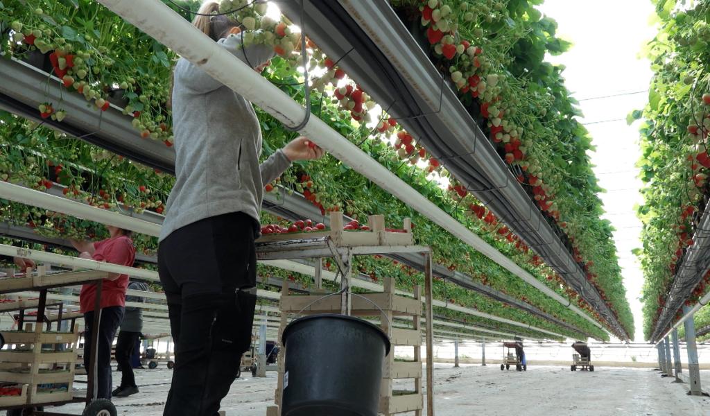 Les fraises sont de retour à la fraiseraie de Franière !
