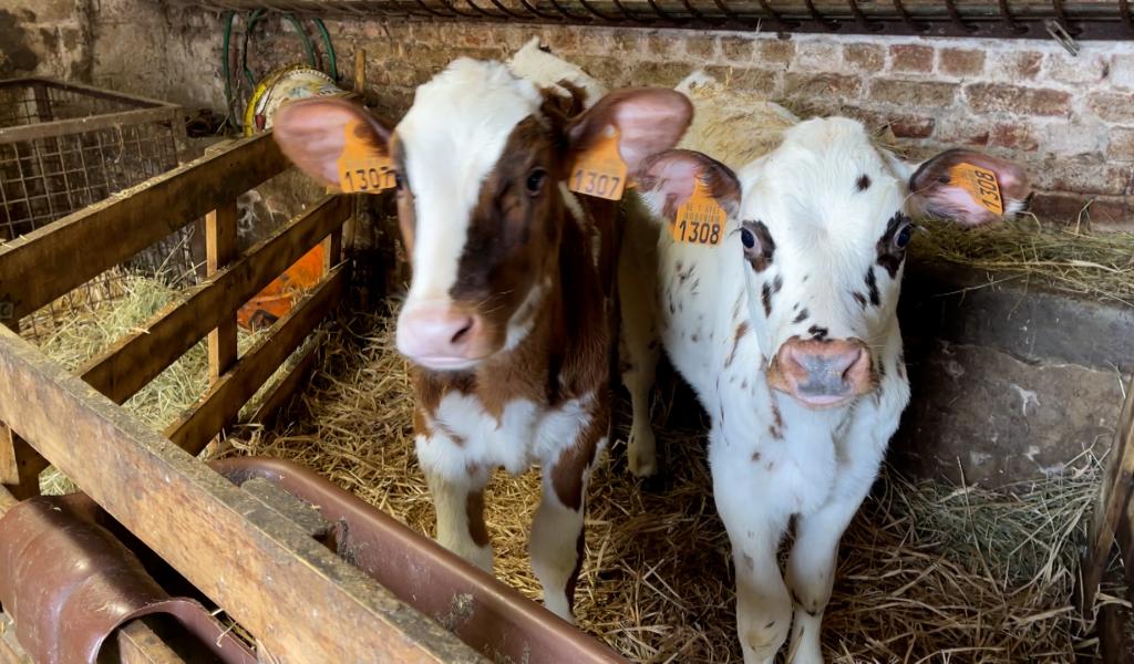 Quel espoir donner aux repreneurs des fermes wallonnes ?