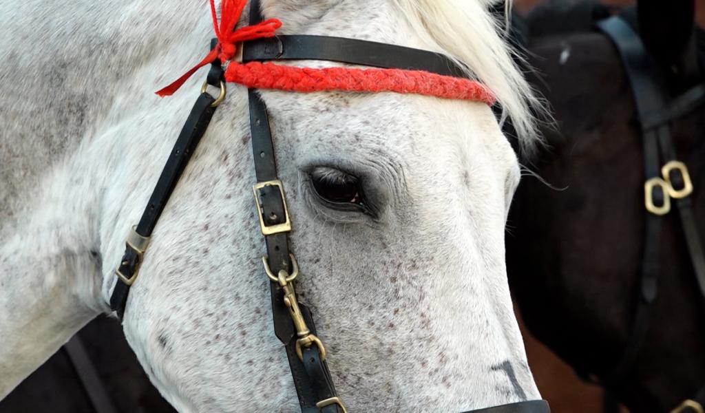 Les chevaux ont-ils leur place dans les marches folkloriques ?