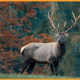 Roadtrip à la découverte du brame du cerf