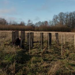 Gesves: un projet de migration assistée pour les arbres