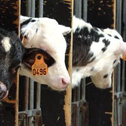 La dermatose (DNC) menace les bovins belges, que faire ?