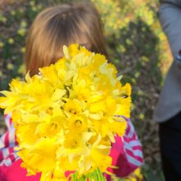 Jonquilles : la cueillette est autorisée… mais encadrée
