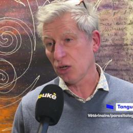 Frelon asiatique : une réunion d’information à Couvin