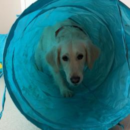 Couvin : la thérapie assistée par l'animal au service des personnes âgées