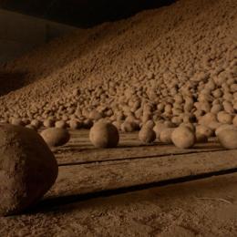 Surabondance de pommes de terre : des stocks impossibles à écouler !