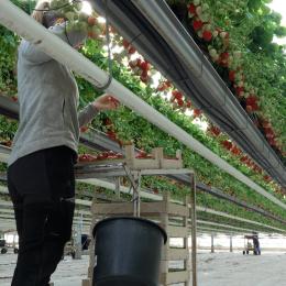 Les fraises sont de retour à la fraiseraie de Franière !