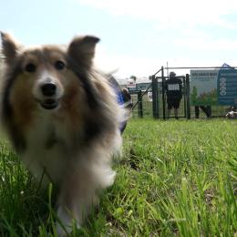 Un tout premier parc canin voit le jour à Bouge