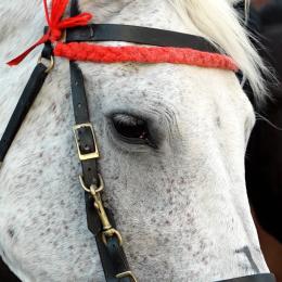 Les chevaux ont-ils leur place dans les marches folkloriques ?