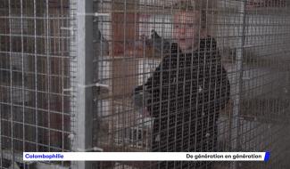 Colombophile : de génération en génération