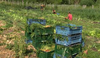 Circuit court : une étude sur la consommation et une aide aux producteurs