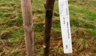 Walcourt - Un arbre planté pour chaque classe de première primaire