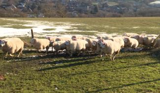 Un éleveur inquiet mais résigné suite à la présence du loup