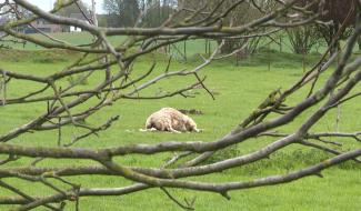 Émines: cinq moutons tués par un loup?