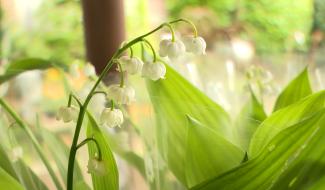 1er mai : le muguet reste à la mode pour la fête du travail