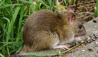 Namur : une campagne de dératisation pour éviter la prolifération de ces rongeurs