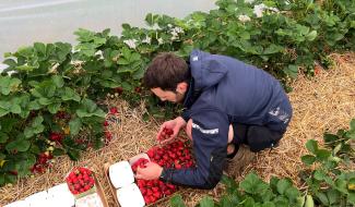 Fraises de Wépion: en direct, de la cueillette aux consommateurs