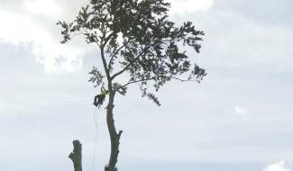 Élagueurs grimpeurs: les acrobates des cîmes