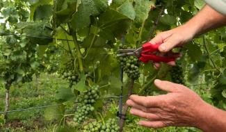 Walcourt: Le Vignoble des Lacs, à Castillon, prépare ses premières vendanges