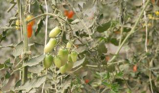 Une fête de la tomate pour découvrir la ferme de la Vallée