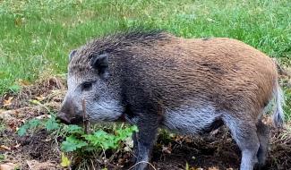 Le sanglier Marco coulera des jours heureux à la base aérienne de Florennes