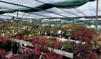 Automne : le moment idéal pour planter, tailler et préparer son jardin à l’hiver