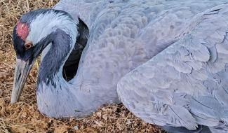 CREAVES: une grue cendrée en détresse atteinte de grippe aviaire
