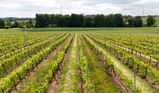 La Bruyère veut miser sur l'oenotourisme