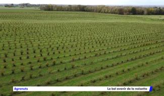 Agronuts et l'avenir tout tracé de la noisette