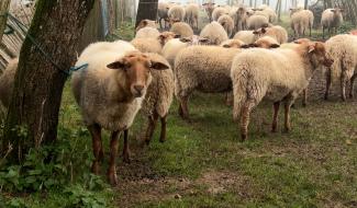 Parc national - Une filière ovine locale voit le jour dans l’Entre-Sambre-et-Meuse