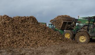 Les betteraviers, contraints de réduire leurs surfaces de culture dès 2026