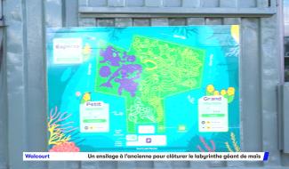 Un ensilage à l'ancienne pour clôturer la saison du labyrinthe géant