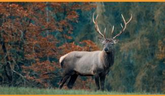 Roadtrip à la découverte du brame du cerf
