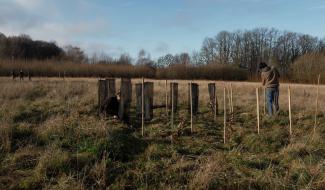 Gesves: un projet de migration assistée pour les arbres