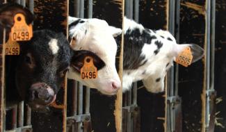 La dermatose (DNC) menace les bovins belges, que faire ?