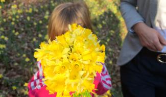 Jonquilles : la cueillette est autorisée… mais encadrée
