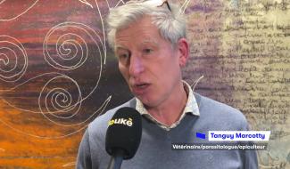 Frelon asiatique : une réunion d’information à Couvin